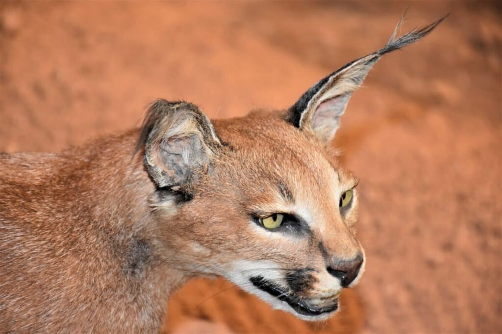 Caracal Cat