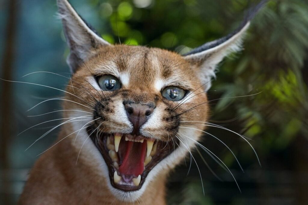 caracal cat