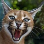 caracal cat