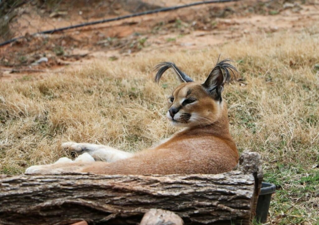 Caracal Cat