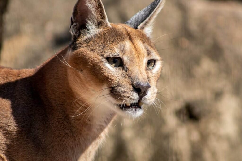 Caracal Cat