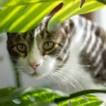 are snake plants toxic to cats