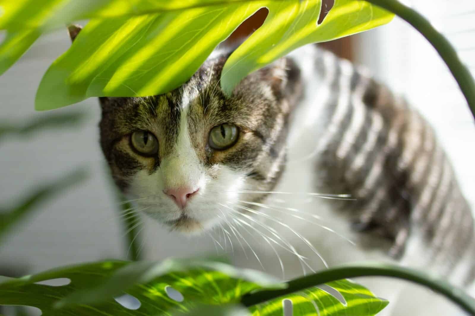 are snake plants toxic to cats