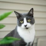 are snake plants toxic to cats