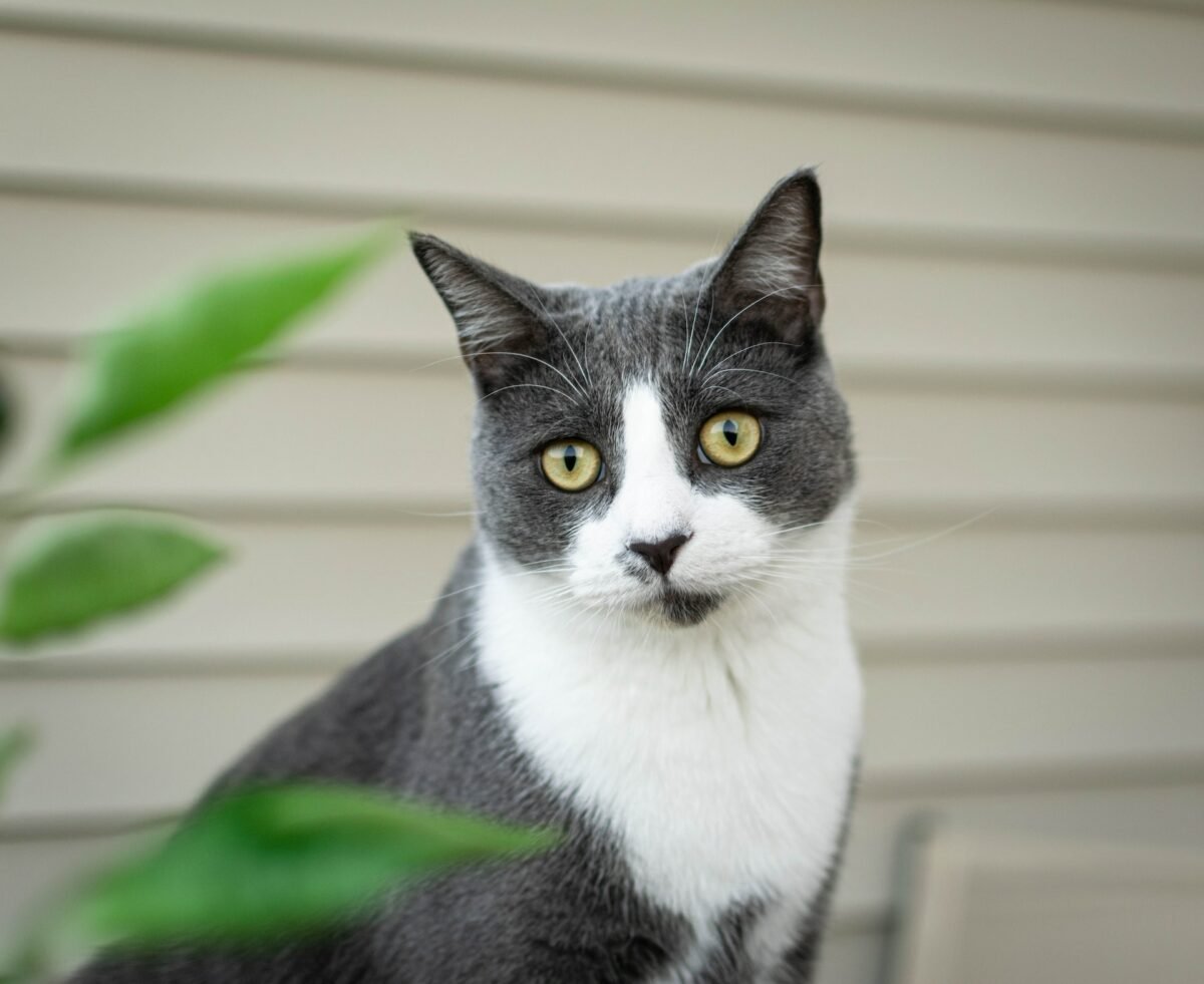 are snake plants toxic to cats