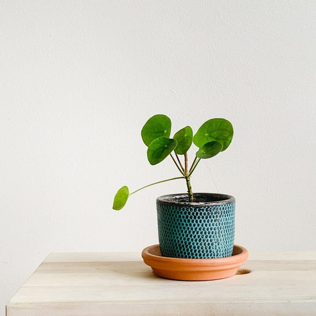 chinese money plant