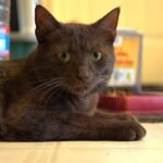 Havana Brown Cat