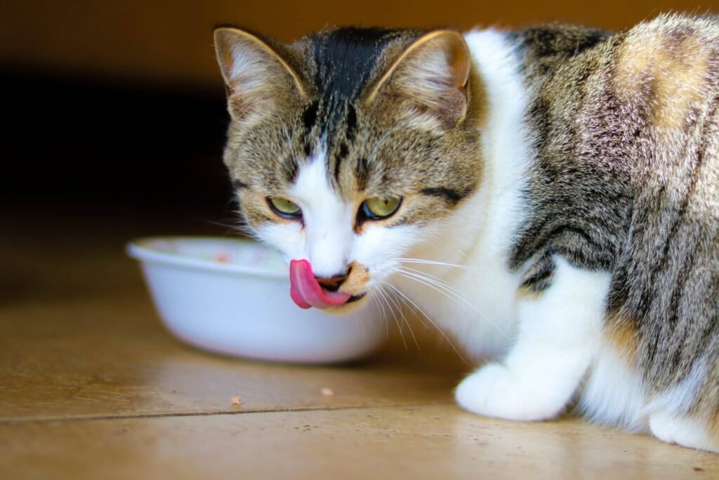 Can Cats Eat Cheez-Its?