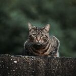 manx cat