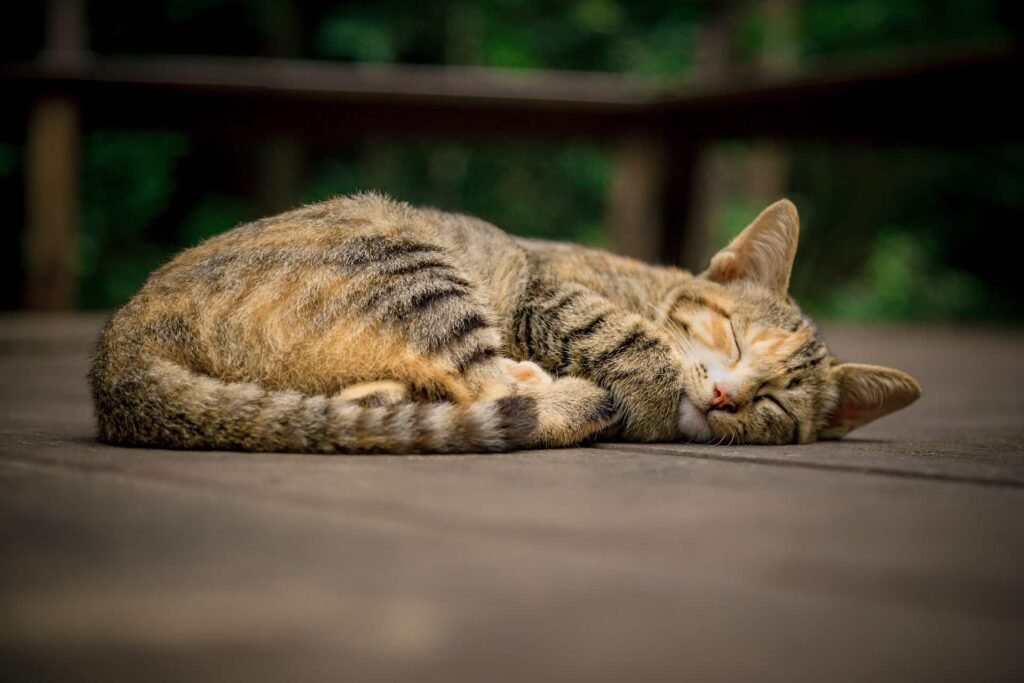 sleeping cat