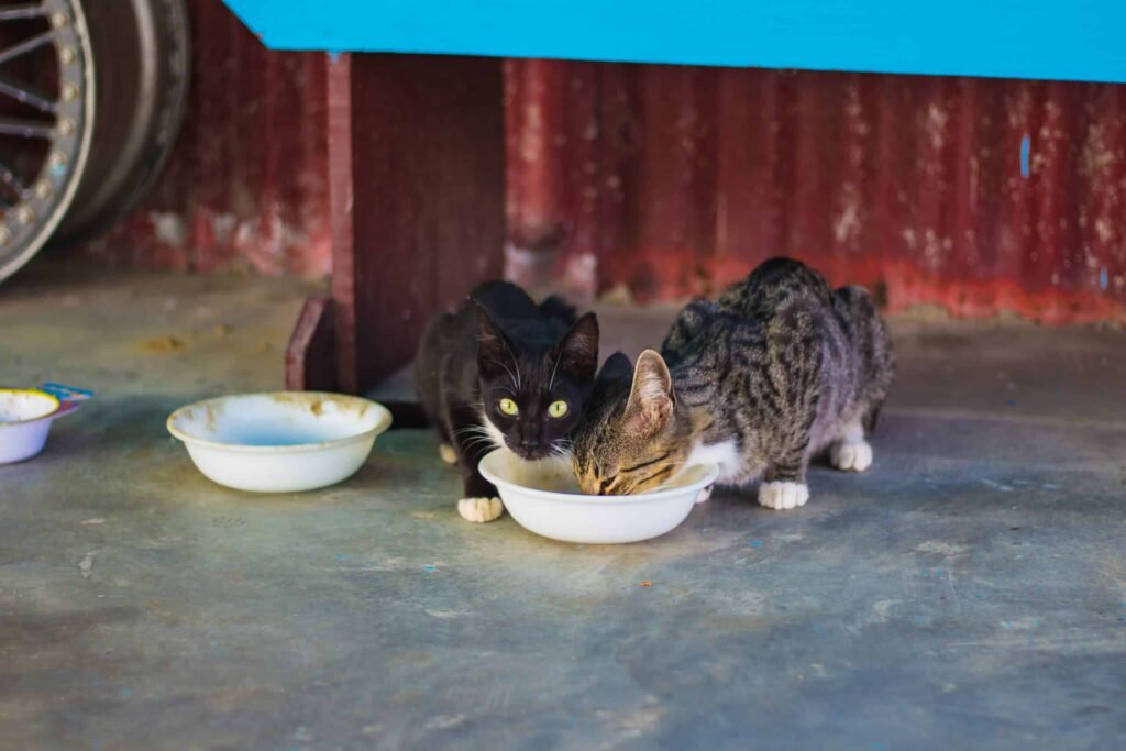cats eating