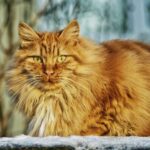 Norwegian Forest Cat