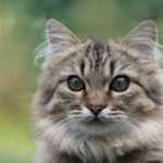 Norwegian Forest Cat