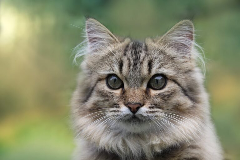 Norwegian Forest Cat
