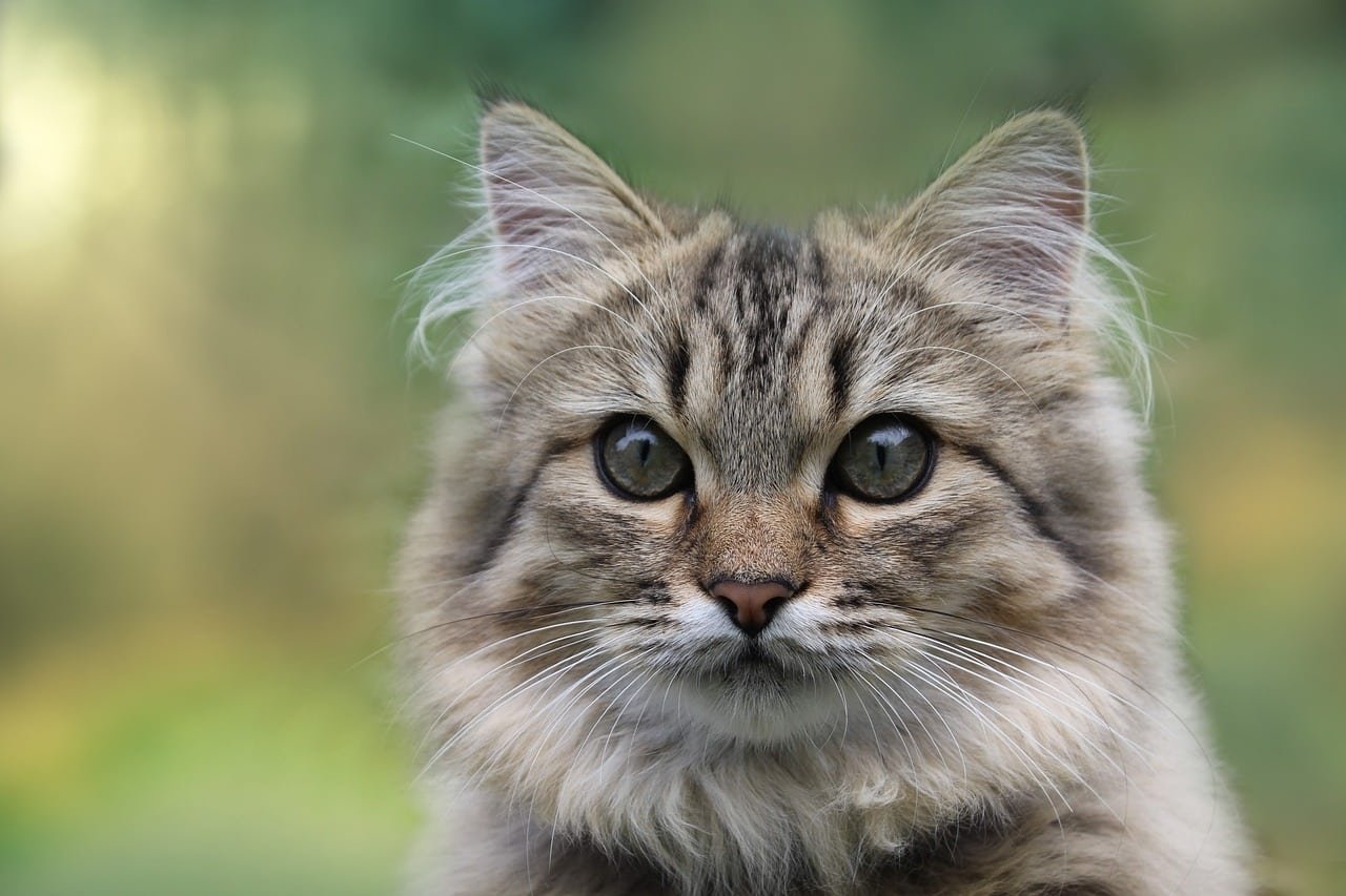 Norwegian Forest Cat