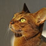 Abyssinian