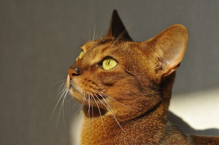 Abyssinian