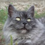 siberian cat