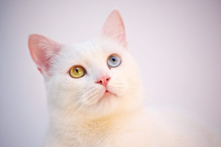 turkish angora