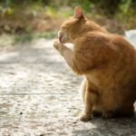 Can cats eat we dog food