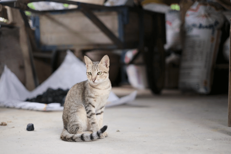 Egyptian Mau