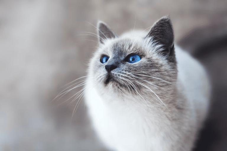 Balinese Cat