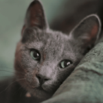 russian blue