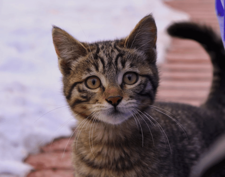Discover Toyger Cats