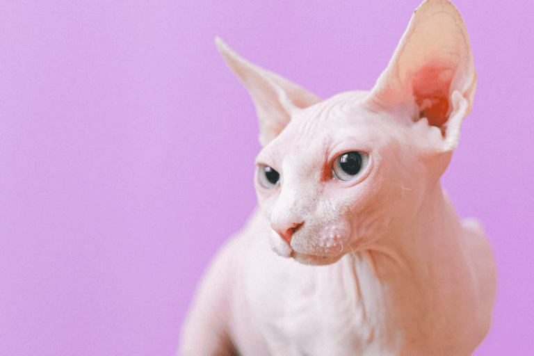 Sphynx Cats
