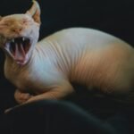 sphynx
