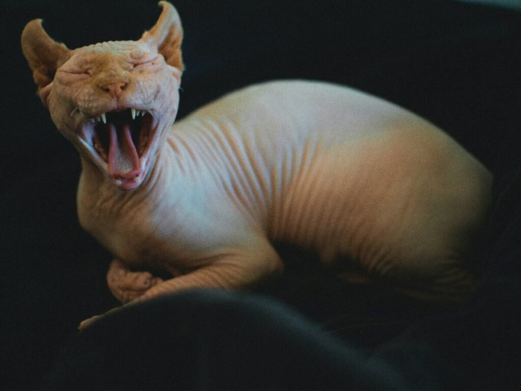 sphynx
