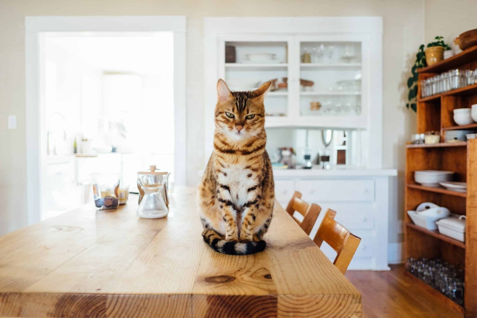 Can Cats Eat Cheez-Its?