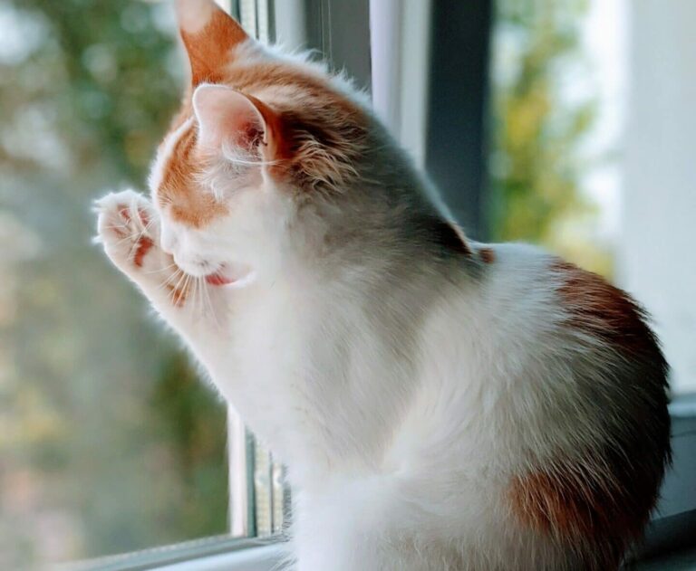 The Turkish Van Cat Breed