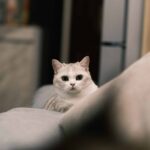 munchkin cat