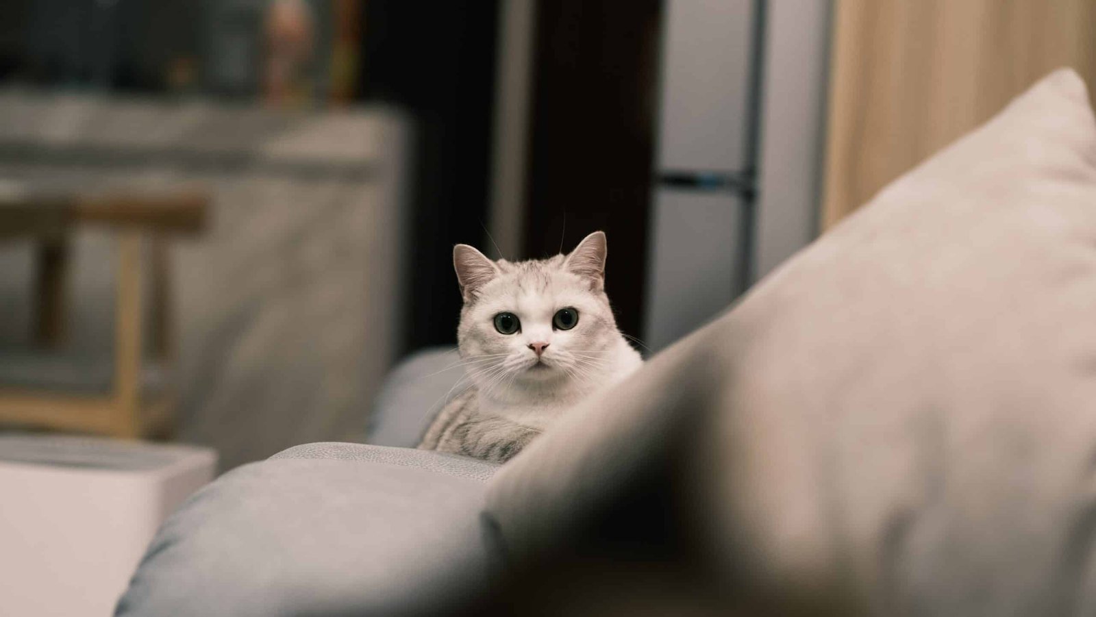 munchkin cat
