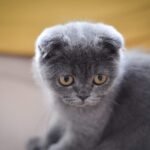 Scottish fold
