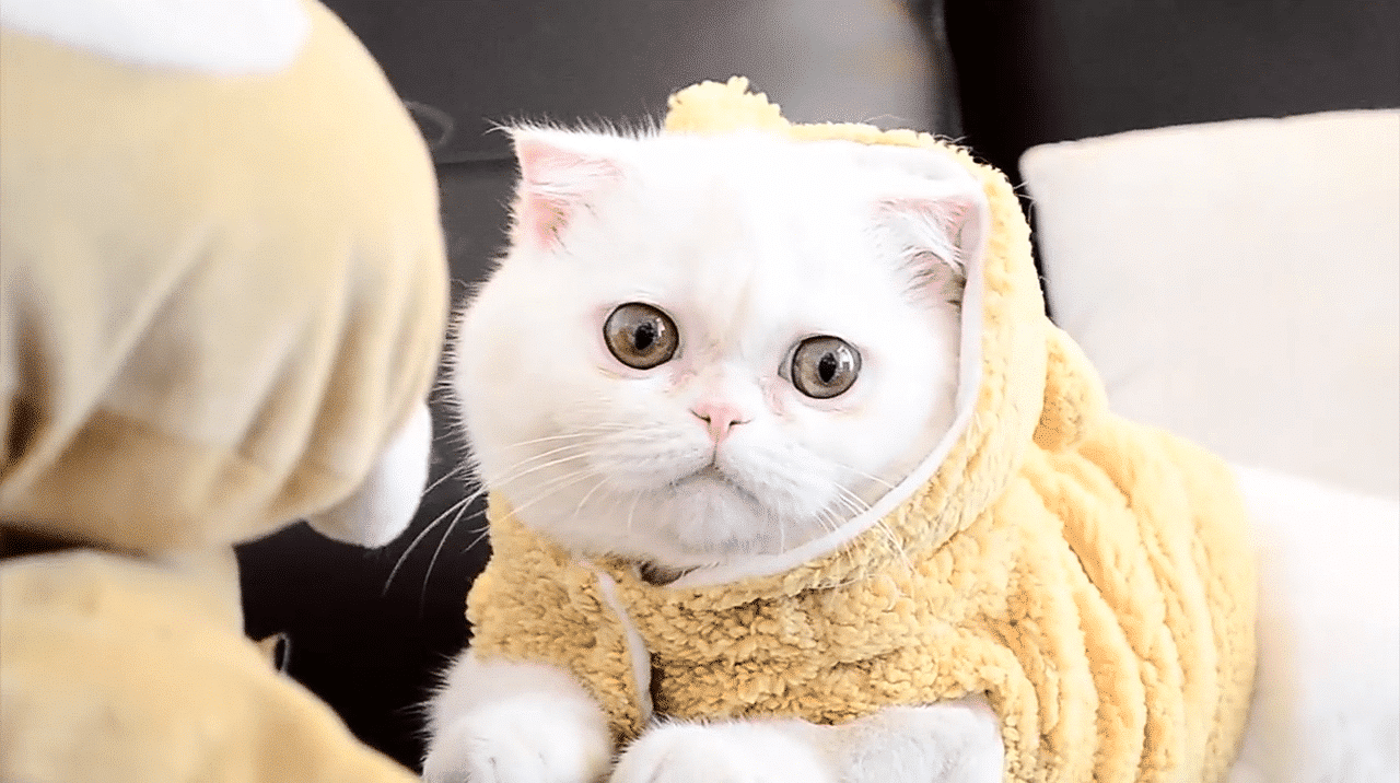 exotic shorthair