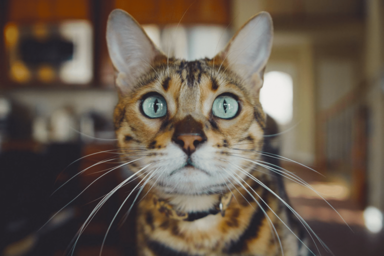 Serengeti Cat
