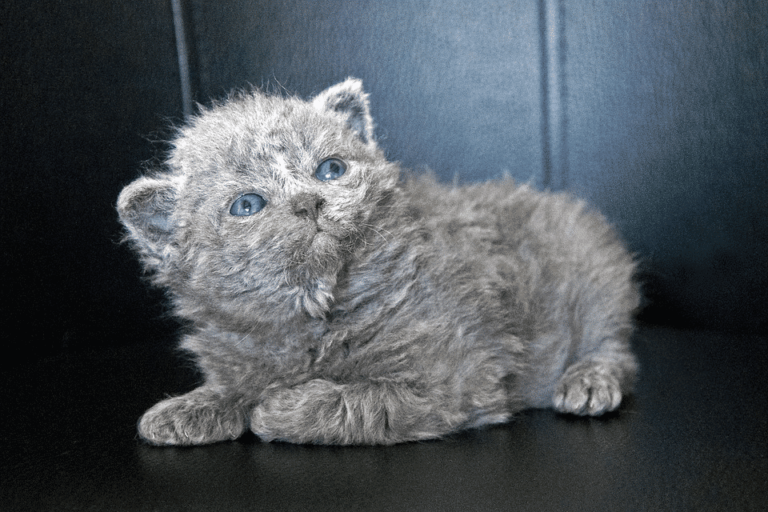 6 Cat Breeds With the Most Unusual Fur Textures