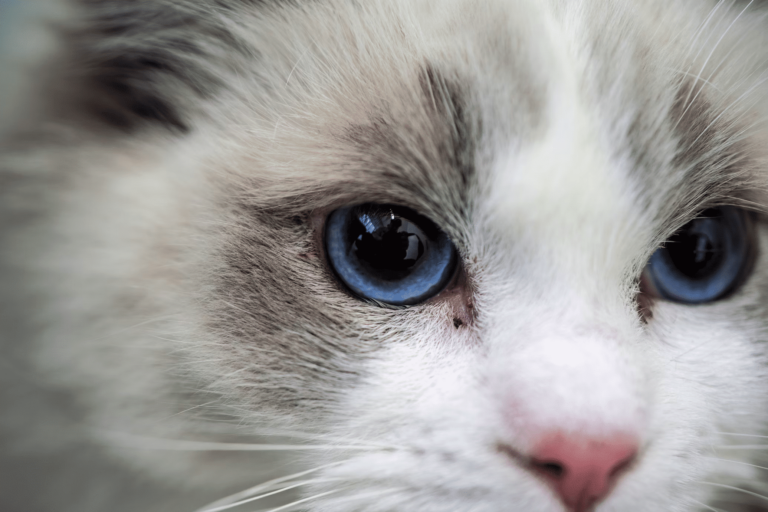 Ragdoll Cat
