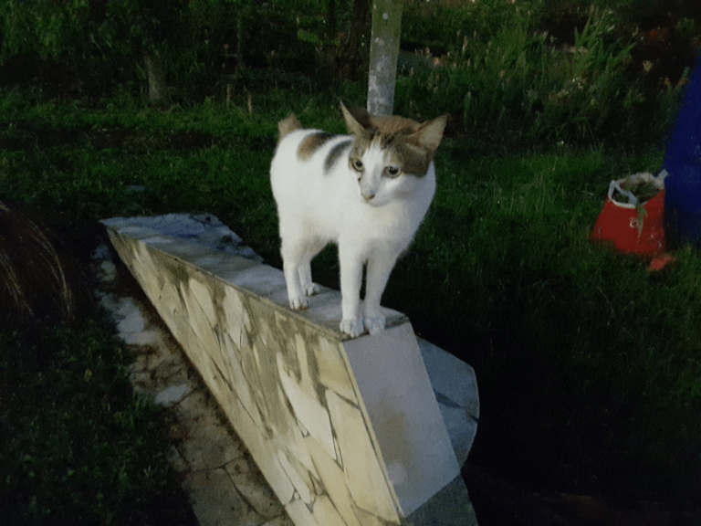 Japanese Bobtail