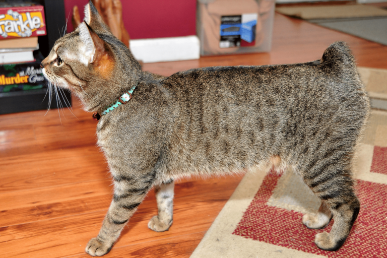 Cymric Cat