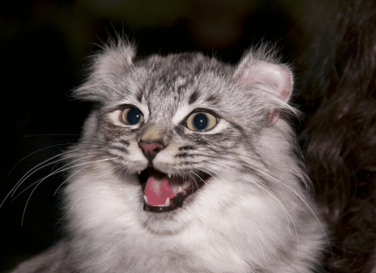 American Curl