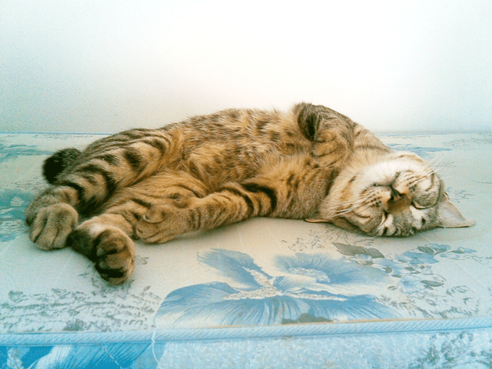 american bobtail