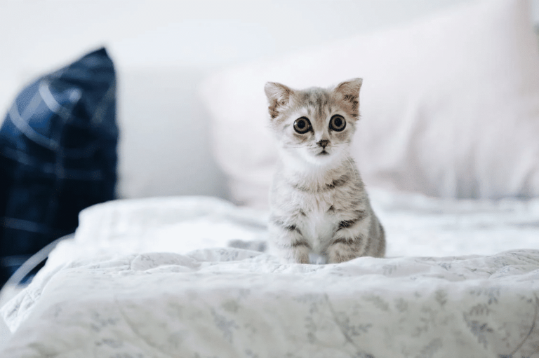 Tiny Cat
