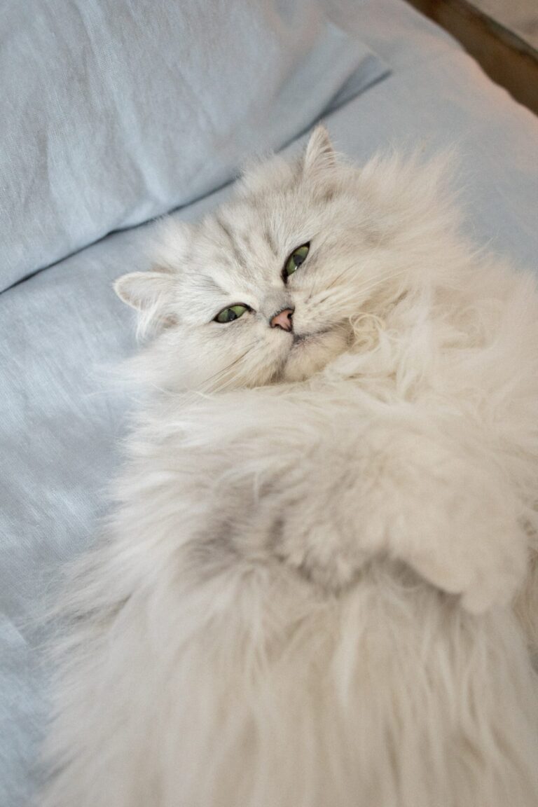 The Enigmatic Persian Cat