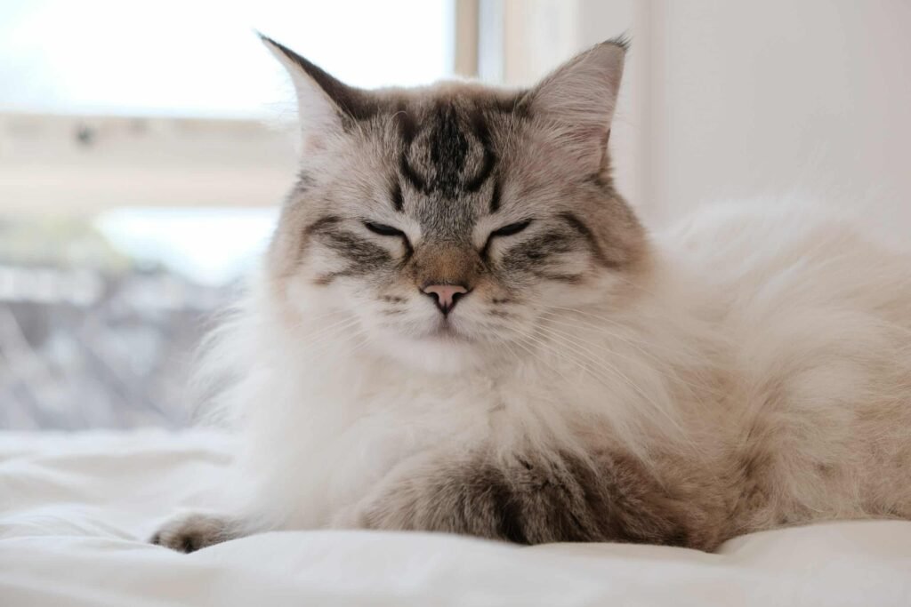 Ragdoll Catt vs. Maine Coon