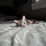 American Shorthair Cat