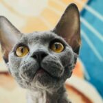 Devon Rex
