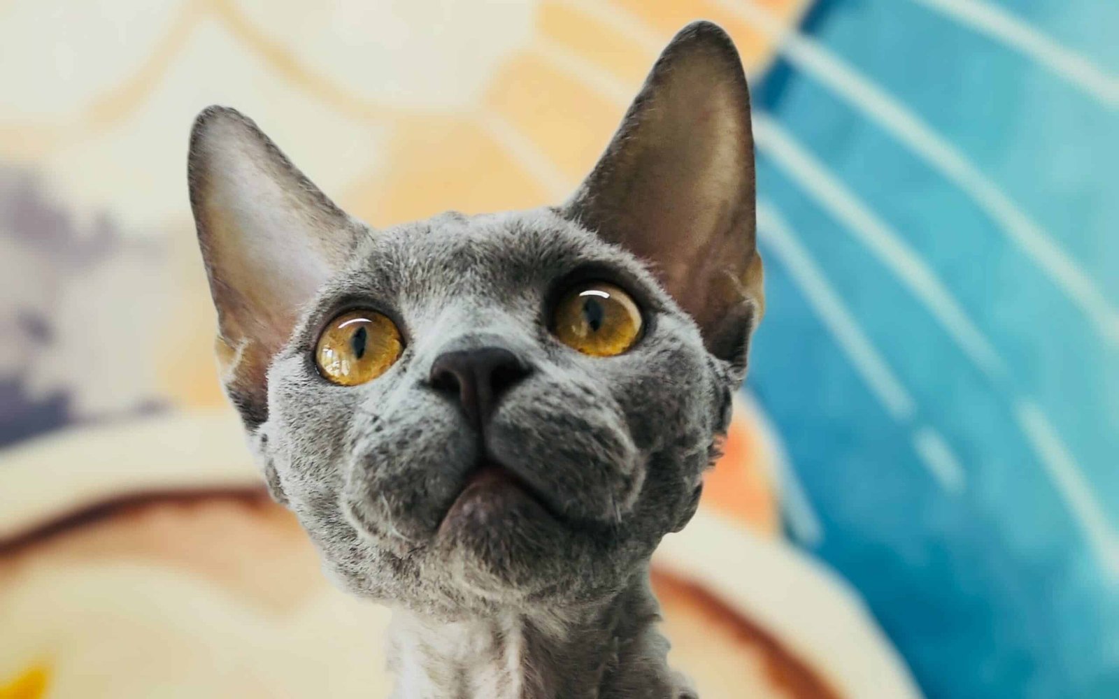 Devon Rex